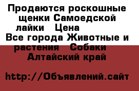 Продаются роскошные щенки Самоедской лайки › Цена ­ 40 000 - Все города Животные и растения » Собаки   . Алтайский край